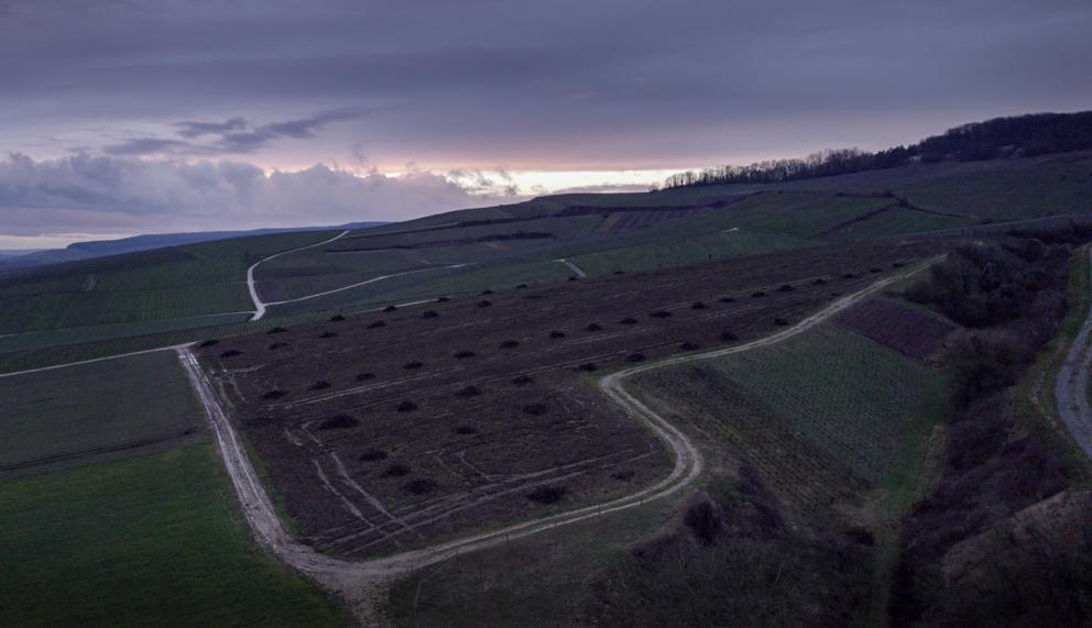 Agroglyphe, couverts végétaux régénérants sur vigne, détail